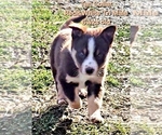 Small Photo #73 Border Collie Puppy For Sale in BYBEE, TN, USA