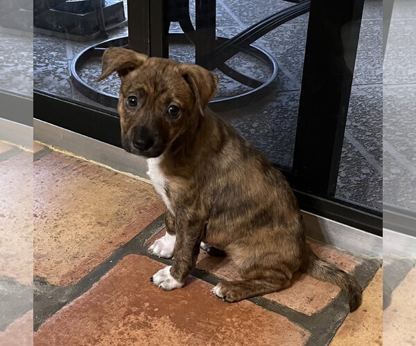 Medium Photo #1 Labrador Retriever-Unknown Mix Puppy For Sale in Royal Palm Beach, FL, USA