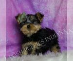 Small #2 Yorkshire Terrier