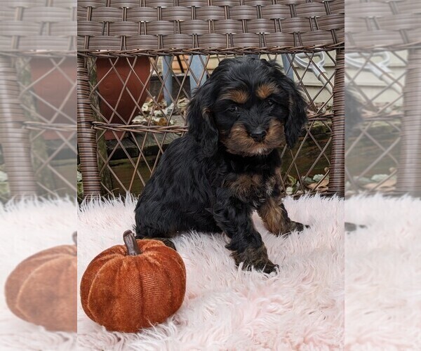 Medium Photo #19 Cock-A-Poo Puppy For Sale in SALEM, MO, USA