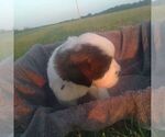 Small Photo #10 Saint Bernard Puppy For Sale in SPENCERVILLE, IN, USA