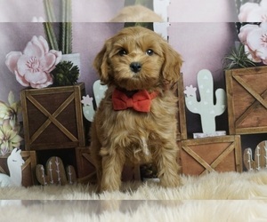 Cockapoo Litter for sale in WARSAW, IN, USA