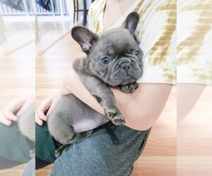 4 month old french bulldog