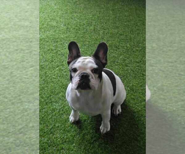 Medium Photo #1 French Bulldog Puppy For Sale in Nis, Central Serbia, Serbia