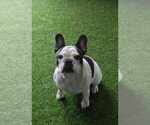Small Photo #1 French Bulldog Puppy For Sale in Nis, Central Serbia, Serbia