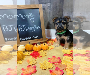 Morkie Puppy for sale in NOVI, MI, USA