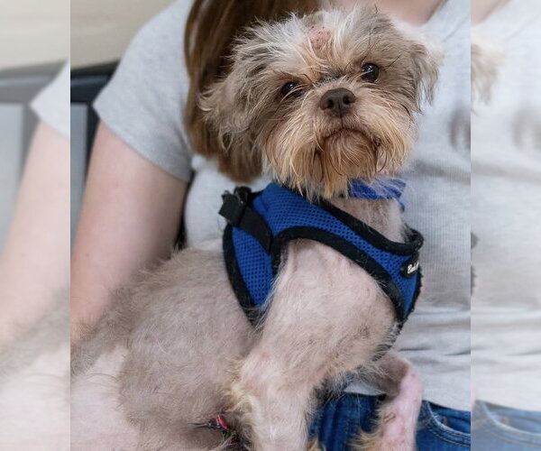 Medium Photo #2 Shih Tzu-Unknown Mix Puppy For Sale in Mundelein, IL, USA