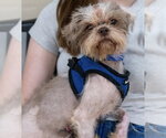 Small Photo #2 Shih Tzu-Unknown Mix Puppy For Sale in Mundelein, IL, USA
