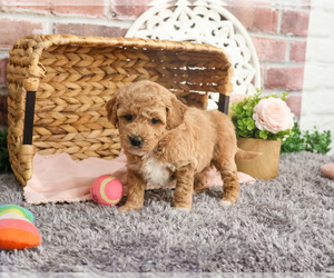 Goldendoodle Puppy for sale in SYRACUSE, IN, USA