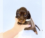 Small #2 Dachshund