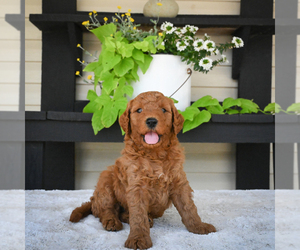 Goldendoodle Puppy for sale in ITASCA, TX, USA