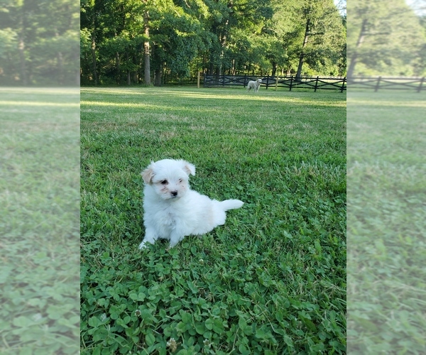 View Ad Morkie Litter of Puppies for Sale near DAWSONVILLE