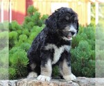 Small Photo #2 Miniature Australian Shepherd-Poodle (Standard) Mix Puppy For Sale in BLAIN, PA, USA