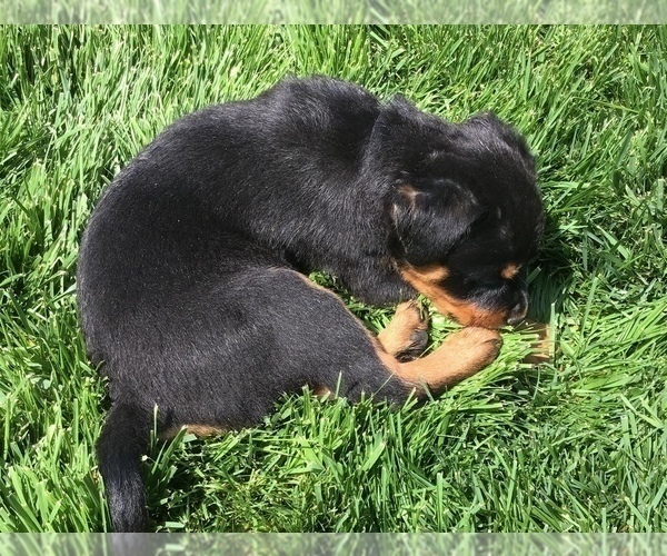 Medium Photo #37 Rottweiler Puppy For Sale in OAK GLEN, CA, USA