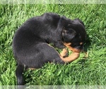Small Photo #37 Rottweiler Puppy For Sale in OAK GLEN, CA, USA