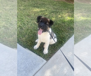 Akita Puppy for sale in OCEANSIDE, CA, USA