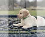 Small Photo #2 Golden Retriever Puppy For Sale in MORGANTOWN, IN, USA