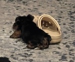 Small #5 Yorkshire Terrier