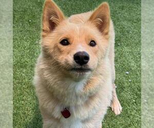 Marshmallow - Female Siberian Husky-Unknown Mix Dog for Adoption - Photo #5