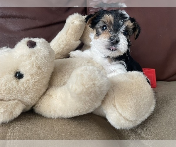Medium Photo #5 Yorkshire Terrier Puppy For Sale in DENVER, CO, USA