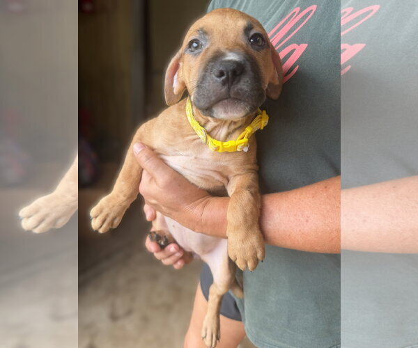 Medium Photo #2 Mutt Puppy For Sale in Jackson, MS, USA