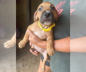 Breeze - Female Mutt Dog for Adoption - Photo #2