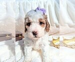 Small Photo #95 Goldendoodle (Miniature) Puppy For Sale in GASTONIA, NC, USA