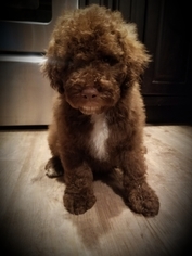 Labradoodle Puppy for sale in JERSEYVILLE, IL, USA