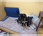 Small #11 German Shepherd Dog Mix