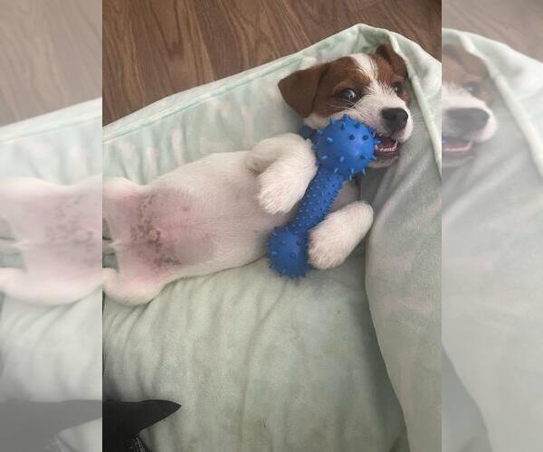 Medium Photo #1 Jack Russell Terrier Puppy For Sale in HOUSTON, TX, USA