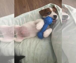 Jack Russell Terrier Puppy for sale in HOUSTON, TX, USA
