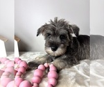 Small #5 Schnauzer (Miniature)