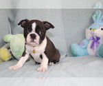 Small Photo #4 Boston Terrier Puppy For Sale in BROOKSVILLE, FL, USA