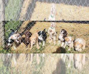 Aussiedoodle-Labradoodle Mix Litter for sale in MILAN, IN, USA