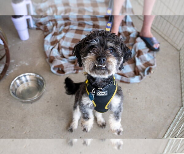 Medium Photo #7 Poodle (Miniature)-Unknown Mix Puppy For Sale in Mundelein, IL, USA