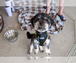 Small #6 Poodle (Miniature) Mix