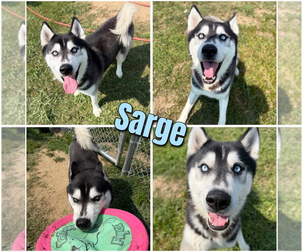 Medium Photo #1 Siberian Husky Puppy For Sale in Pierceton , IN, USA
