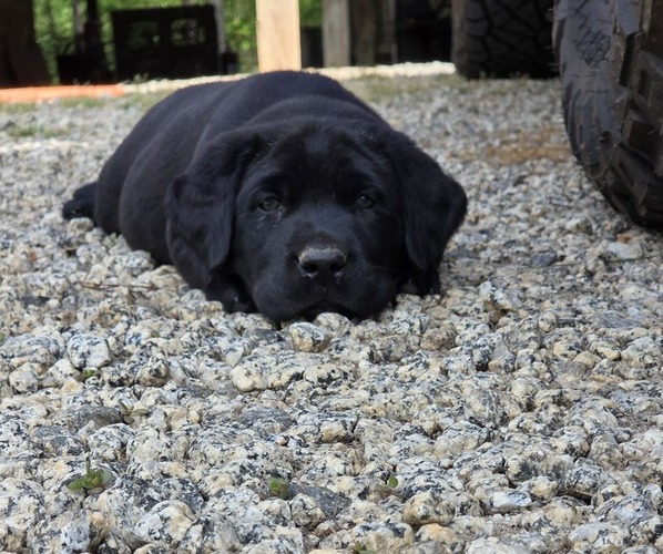 Medium Photo #1 Labrador Retriever Puppy For Sale in NEWNAN, GA, USA