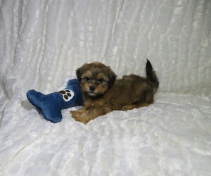 Shorkie Tzu Puppy for Sale in COOKEVILLE, Tennessee USA
