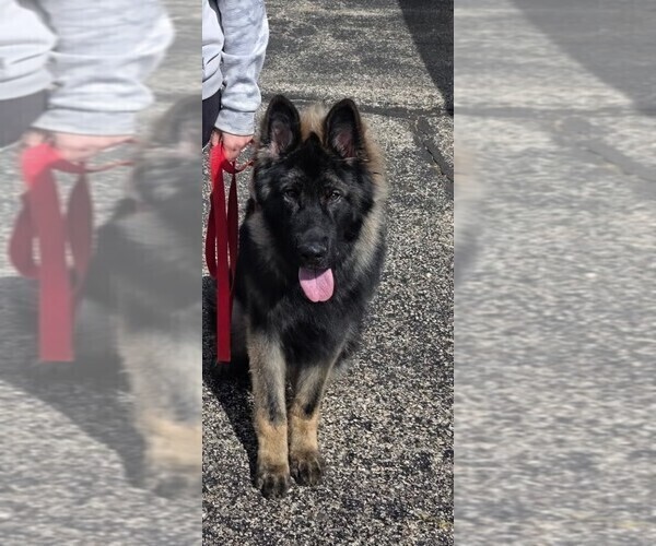 Medium Photo #1 German Shepherd Dog Puppy For Sale in BULL VALLEY, IL, USA