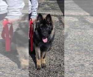 Father of the German Shepherd Dog puppies born on 09/06/2026