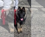 Small Photo #1 German Shepherd Dog Puppy For Sale in BULL VALLEY, IL, USA