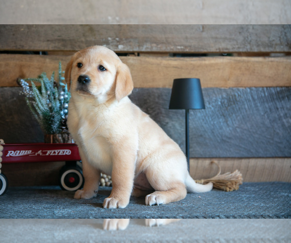 Medium Photo #1 Golden Labrador Puppy For Sale in GOSHEN, IN, USA