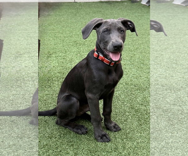 Medium Photo #3 Labrador Retriever-Unknown Mix Puppy For Sale in Fort Worth, TX, USA