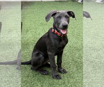 Small #2 Labrador Retriever Mix