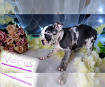 Small Photo #2 Faux Frenchbo Bulldog Puppy For Sale in SAND LAKE, MI, USA