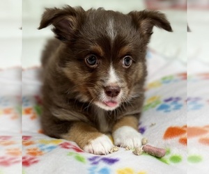 Miniature Australian Shepherd Puppy for Sale in PLATTE CITY, Missouri USA