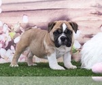 Small Bulldog