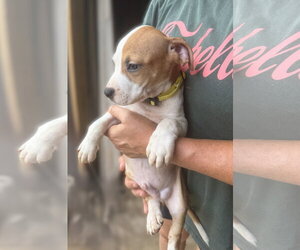Peyton - Male Mutt Dog for Adoption - Photo #5
