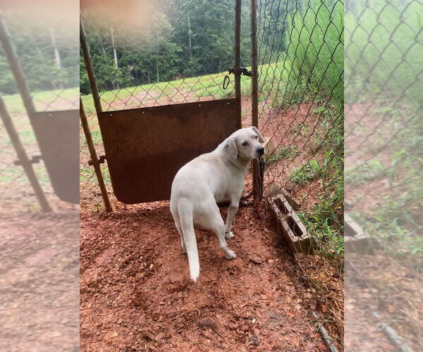 Medium Photo #3 Labrador Retriever-Unknown Mix Puppy For Sale in Greenbelt, MD, USA